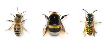Visual comparison of honey bee, bumble bee and wasp