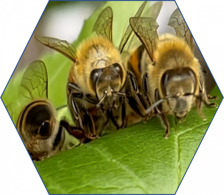  East Dorset Beekeepers Association