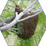 Dorset Honeybee Swarms EDBKA