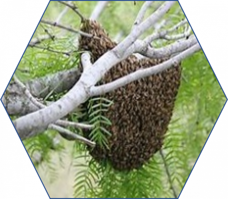  East Dorset Beekeepers Association