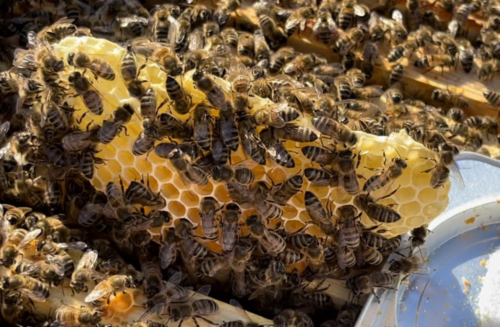 Honeycomb with bees and the queen on.