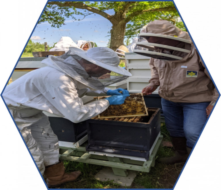 Beginners East Dorset Beekeepers Association