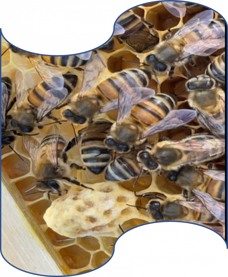  East Dorset Beekeepers Association