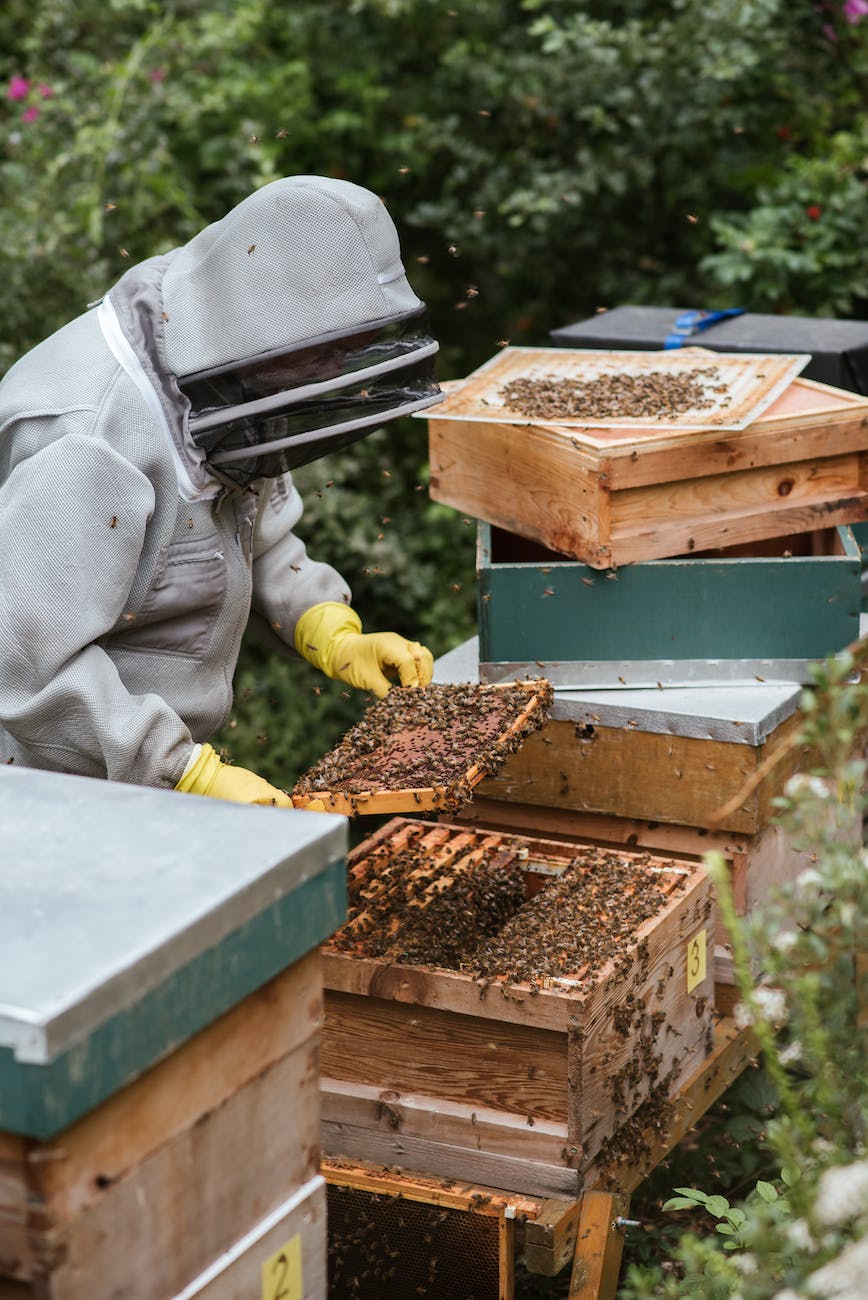 unrecognizable farmer collecting honey from beehive