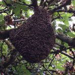 honey bee swarm in a tree EDBKA