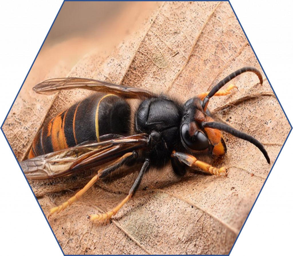 Asian Hornet has black and yellow legs