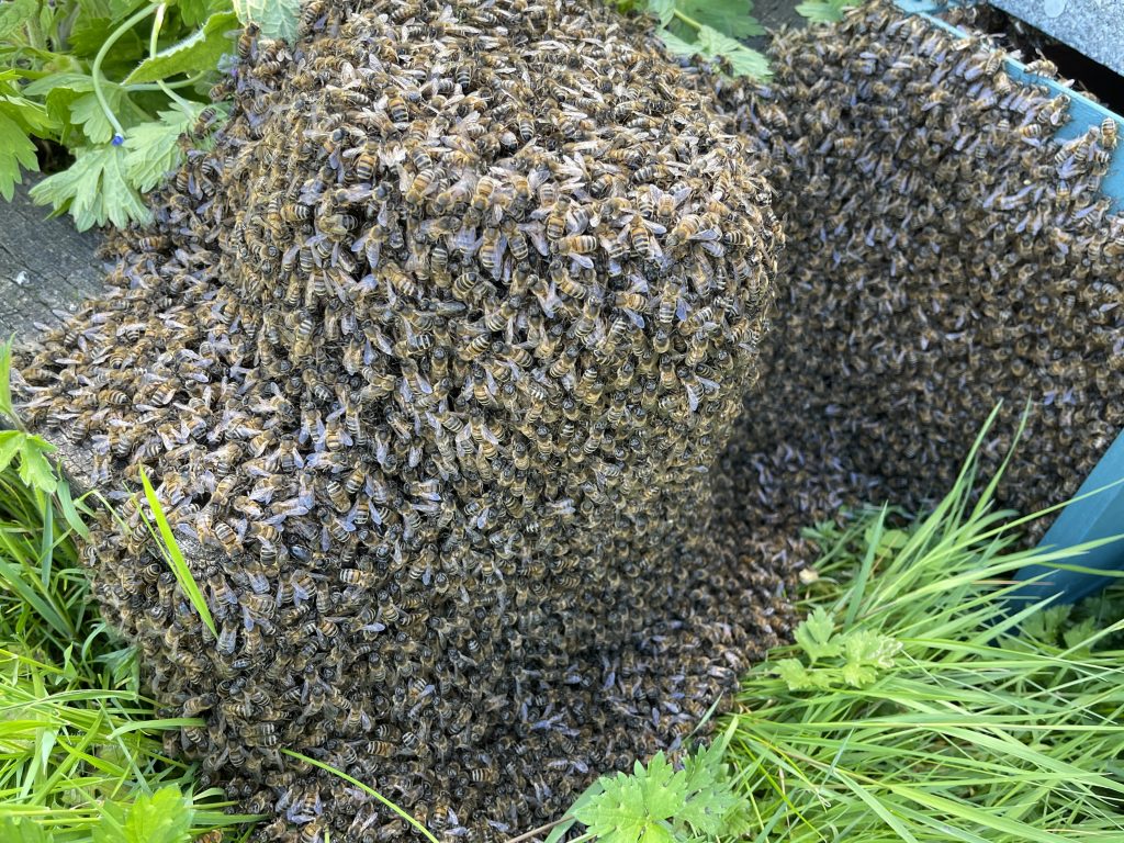 Bees swarming on a stone in a garden