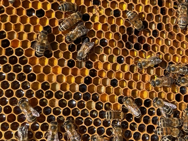 Honeycomb frame with pollen and bees