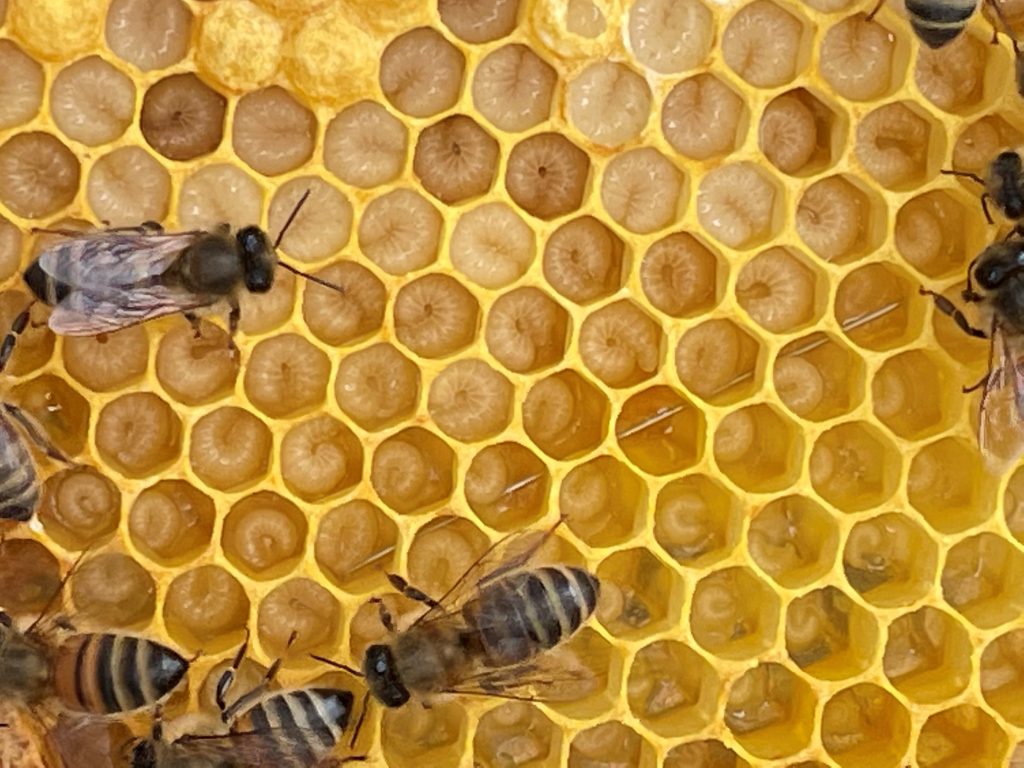 Honey bee Lavae and bees