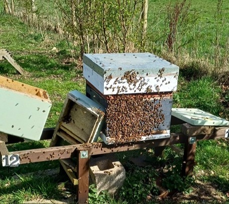 EDBKA transferring a nuc of bees into a hive in Spring in Dorset