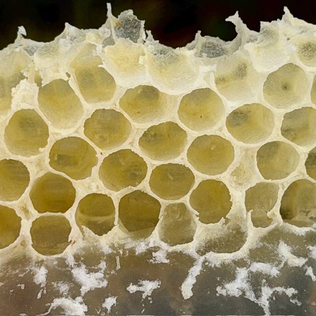 Honeybee comb showing eggs recently laid within